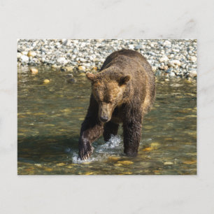 Cartes Pour Fêtes Annuelles Grizzly Sauvage Essayant D'Attraper Saumon Au Toba