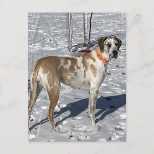 Cartes Pour Fêtes Annuelles Gros Fawnequin Grand Dane chien Triste yeux Visage