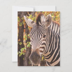 Cartes Pour Fêtes Annuelles Gros plan de zèbre dans une forêt de mopani