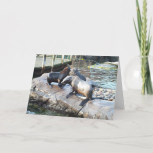 Cartes Pour Fêtes Annuelles Groupe d'otaries à fourrure