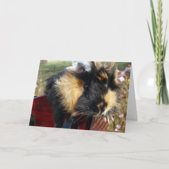 Cartes Pour Fêtes Annuelles Guinea Pig Christmas (Devant)