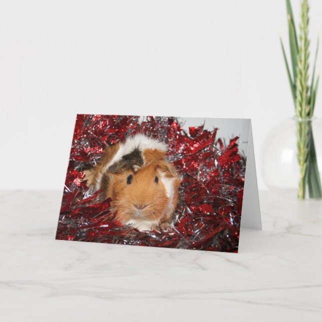 Cartes Pour Fêtes Annuelles Guinea Pig Christmas (Devant)