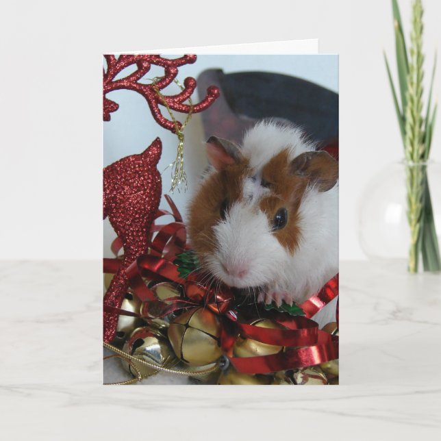 Cartes Pour Fêtes Annuelles Guinea Pig Christmas (Devant)