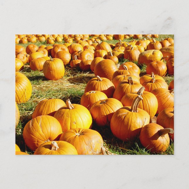 Cartes Pour Fêtes Annuelles Halloween citrouille Patch (Devant)