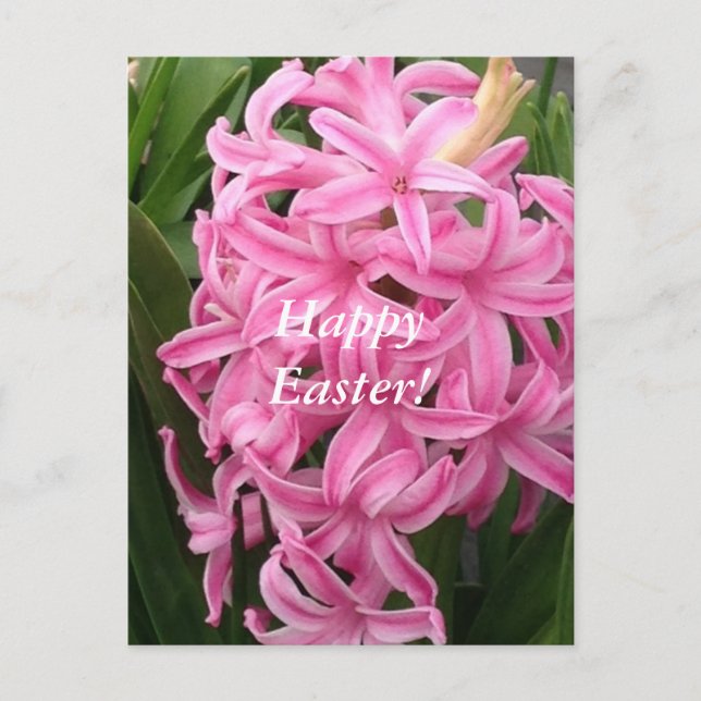 Cartes Pour Fêtes Annuelles Happy Easter Pink Hyacinths Flower Postcards (Devant)