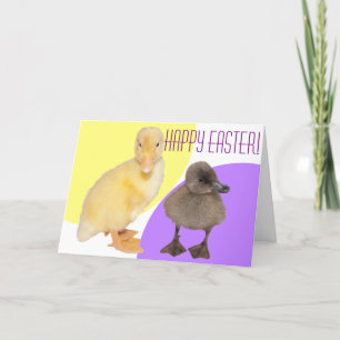Cartes Pour Fêtes Annuelles Happy Pâques adorable Fuzzy Ducklings Photographie