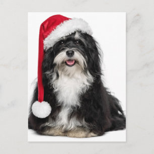 Cartes Pour Fêtes Annuelles Havanese Dog With Santa Hat