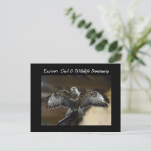 Cartes Pour Fêtes Annuelles Hawk avec des ailes en dehors du sanctuaire de fau