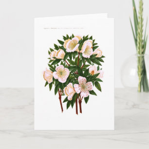 Cartes Pour Fêtes Annuelles Helleborus Niger (rose de Noël)
