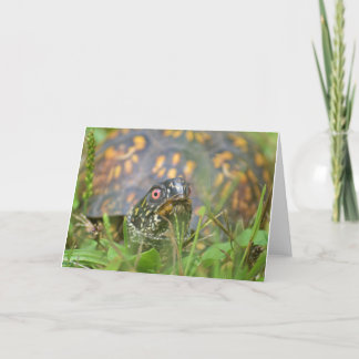 Cartes Pour Fêtes Annuelles Hello! Curious Turtle