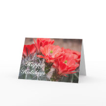 Hérisson Cactus Joyeuses Fêtes