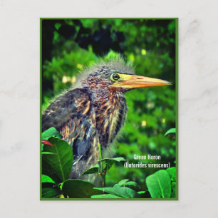 Cartes Pour Fêtes Annuelles Héron vert (Butorides virescens)