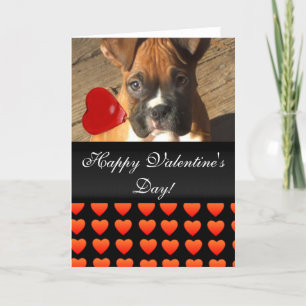 Cartes Pour Fêtes Annuelles Heureuse Sainte-Valentin Boxer Coeurs de chien Car