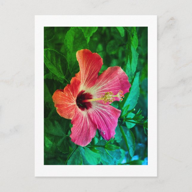 Cartes Pour Fêtes Annuelles Hibiscus (Devant)