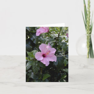 Cartes Pour Fêtes Annuelles Hibiscus rose Fairy