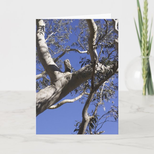 Cartes Pour Fêtes Annuelles Holiday card, Everglades (Devant)