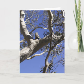 Cartes Pour Fêtes Annuelles Holiday card, Everglades