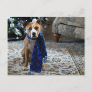 Cartes Pour Fêtes Annuelles Holiday Cheer from Pit Bull Rescue Dog