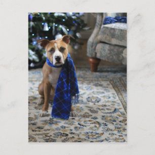 Cartes Pour Fêtes Annuelles Holiday Cheer from Pit Bull Rescue Dog