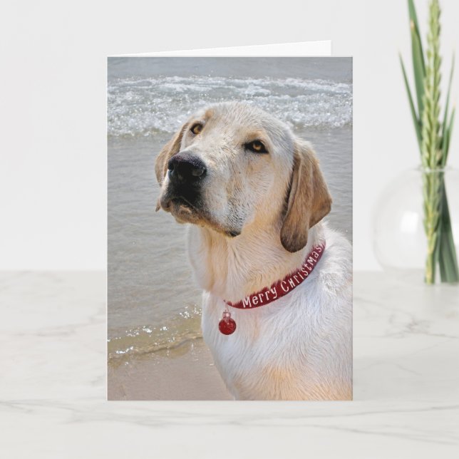 Cartes Pour Fêtes Annuelles Holiday Labrador Retriever (Devant)