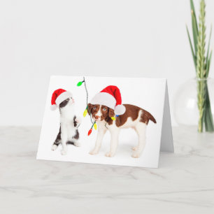 Cartes Pour Fêtes Annuelles Holiday Pet Mischief