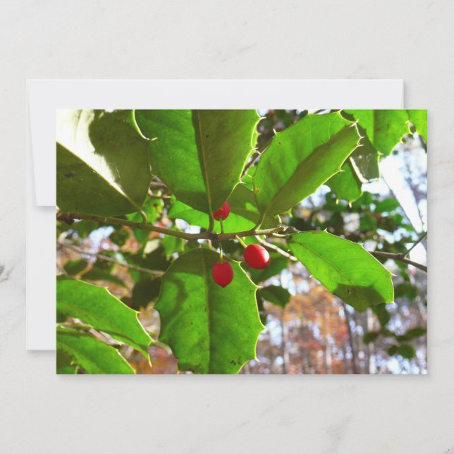 Cartes Pour Fêtes Annuelles Holly Feuilles II Vacances Nature Botanique (Devant)