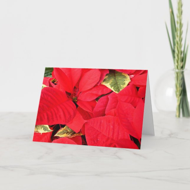 Cartes Pour Fêtes Annuelles Holly Point Poinsettias vacances Floral (Devant)
