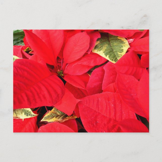 Cartes Pour Fêtes Annuelles Holly Point Poinsettias vacances Floral (Devant)