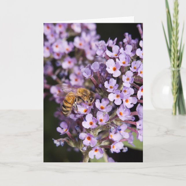 Cartes Pour Fêtes Annuelles HoneyBee on a Butterfly Bush card (Devant)