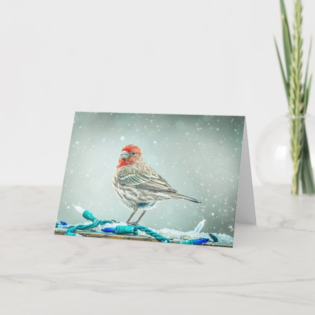 Cartes Pour Fêtes Annuelles House Finch Christmas Card (Devant)