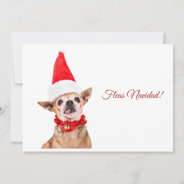 Cartes Pour Fêtes Annuelles Humoristique | chihuahua drôle | unique et inhabit (Devant)