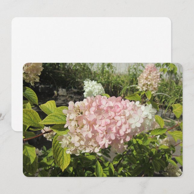 Cartes Pour Fêtes Annuelles Hydrangea Grandiflora (Devant / Derrière)