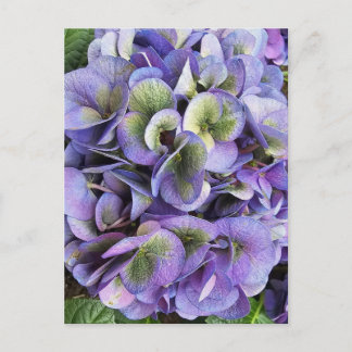 Cartes Pour Fêtes Annuelles Hydrangea Print, Value Poster Paper (Semi-Gloss)