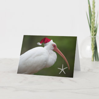 Cartes Pour Fêtes Annuelles Ibis avec chapeau santa