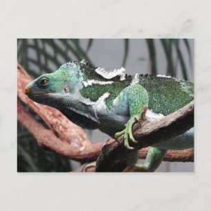 Cartes Pour Fêtes Annuelles Iguana Fijian Crested
