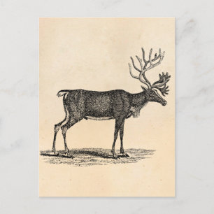 Cartes Pour Fêtes Annuelles Illustration vintage Reindeer - Noël des années 18