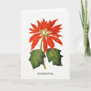 Cartes Pour Fêtes Annuelles Impression botanique de Poinsettia