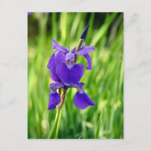 Cartes Pour Fêtes Annuelles Iris pourpre