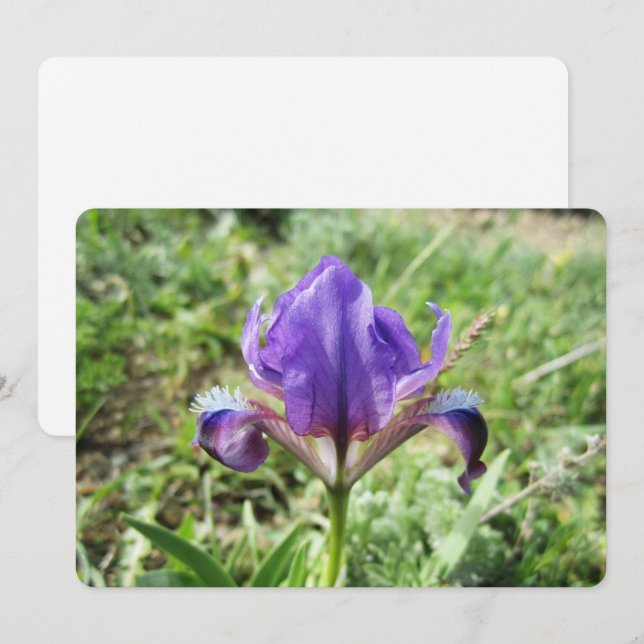 Cartes Pour Fêtes Annuelles Iris sauvage (Devant / Derrière)