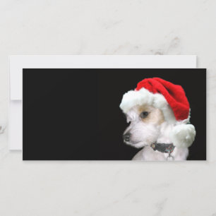 Cartes Pour Fêtes Annuelles Jack Russell Père Noël