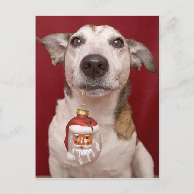 Cartes Pour Fêtes Annuelles Jack Russell Terrier tenant l'ornement de Noël (Devant)
