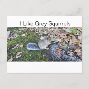 Cartes Pour Fêtes Annuelles J'Aime Les Écureuils Gris
