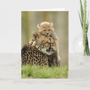 Cartes Pour Fêtes Annuelles J'aime ma maman