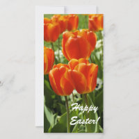 Jardin de tulipes printanières