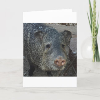Cartes Pour Fêtes Annuelles Javelina ou Peccary