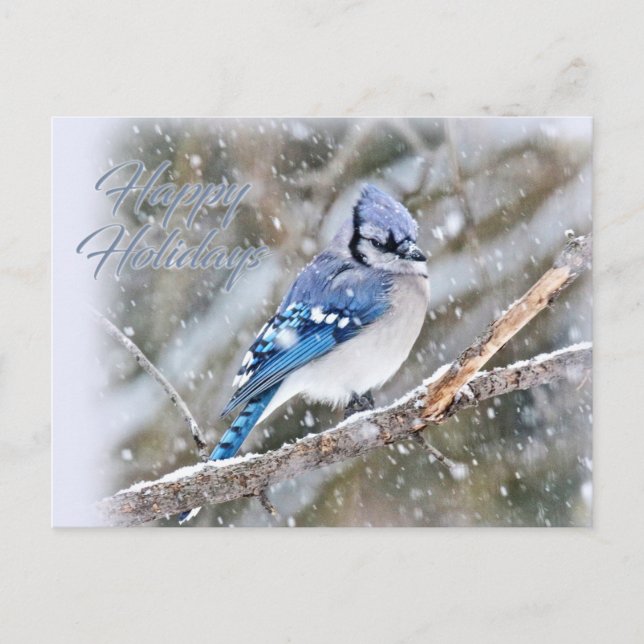 Cartes Pour Fêtes Annuelles Jay Bleu en Noël de neige (Devant)