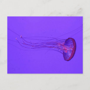 Cartes Pour Fêtes Annuelles Jellyfish 3_ Poisson spécial
