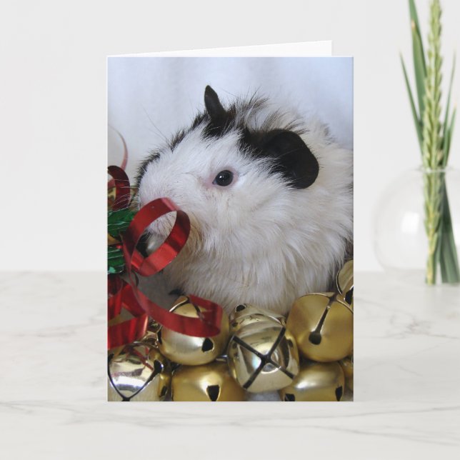 Cartes Pour Fêtes Annuelles Jingle Bell Guinée Pig (Devant)
