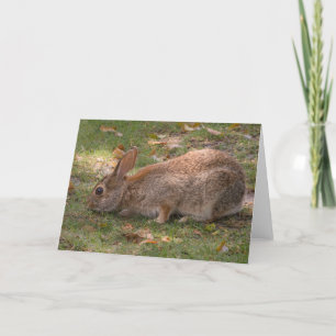 Cartes Pour Fêtes Annuelles Joli Bunny