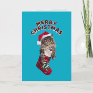 Cartes Pour Fêtes Annuelles Joli chat Maine Coon Noël